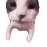 catKISS