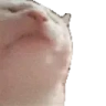 catJAM