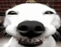 KEKEKW