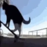 opaaa