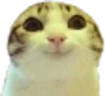 hihi