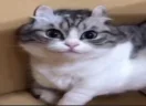 ))