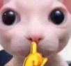 cichutko