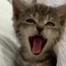 yawn