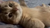 hi