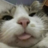 auh