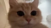 !jkj