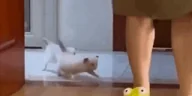 raid