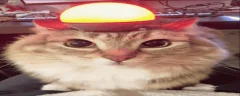 ALERT