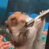 !chomik