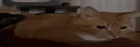 wideBoink