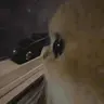 uh