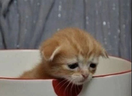 Sad