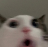 oo