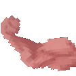 ortBicekL