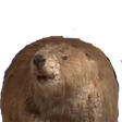 awizoBobryszaleja